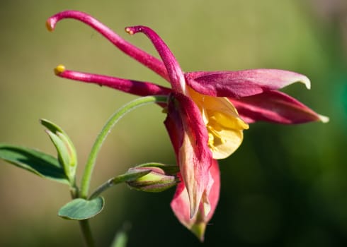 Aquilegia flower