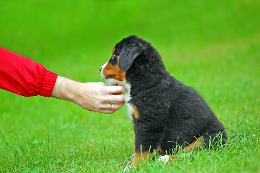Playing with Bernese mountain dog in natural scenery
