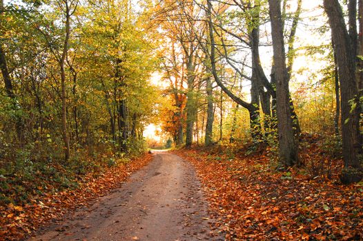 Autumn scenery. Colourful leaves in forest