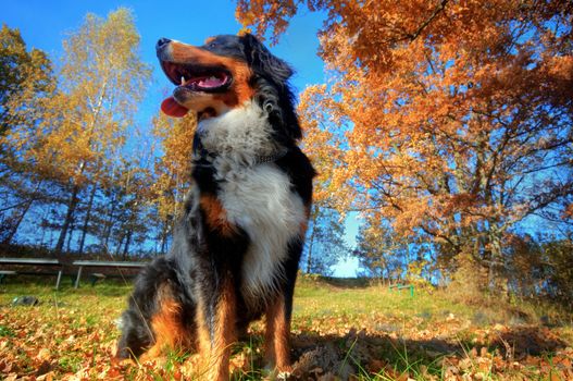 A happy Bernese mountain dog sitting outdoors on grass during a sunny, fall day