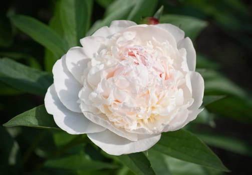 White Peony.  Small depth to sharpness