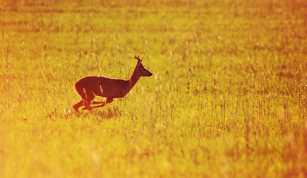 Animal background beautiful roe-deer running. With copyspace