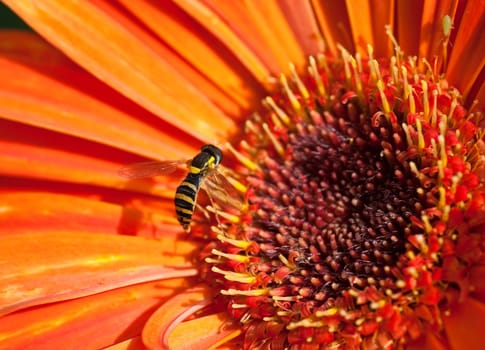 Eristalis tenax on  flower orange gerbera. Small depth to sharpness