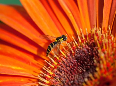 Eristalis tenax on  flower orange gerbera. Small depth to sharpness