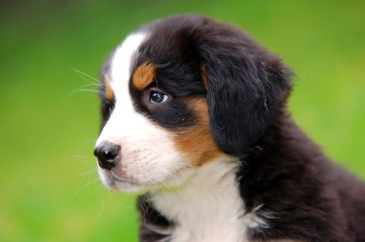 Portrait of puppy Bernese mountain dog in natural scenery and copy-space