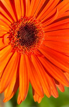 Close-up perspective of orange gerbera