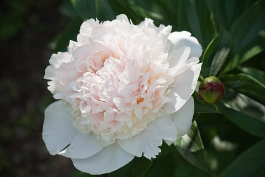 White Peony.  Small depth to sharpness