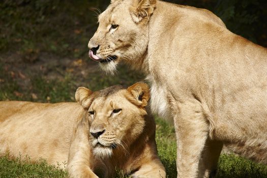 Close-up of Lionesses on the grass