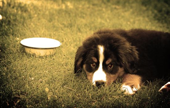A trustful friend. Portrait of puppy Bernese mountain dog