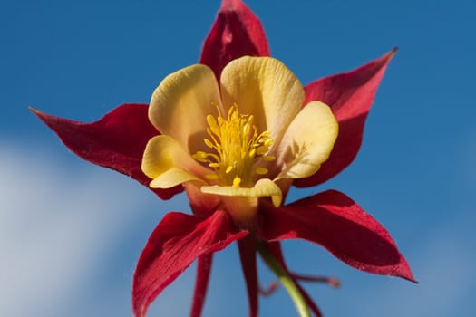 Aquilegia flower against the sky. Small depth to sharpness