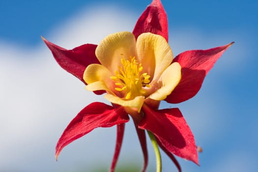 Aquilegia flower against the sky. Small depth to sharpness
