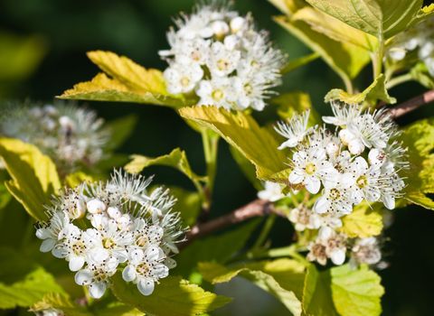 Flowering Dogwood tree -- Cornus alba.  Small depth to sharpness