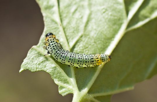 Pteroidea rilesii. Small depth to sharpness