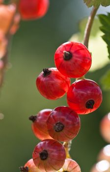 Redcurrant