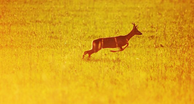 Animal background beautiful roe-deer running. With copyspace