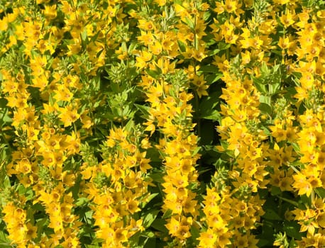 Flowering loosestrife