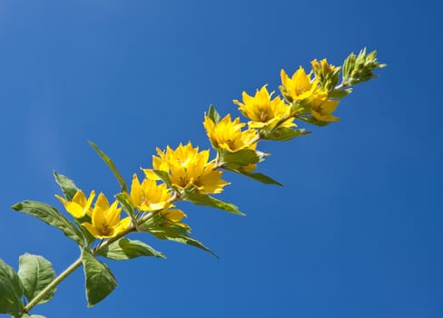 Flowering loosestrife  against the sky