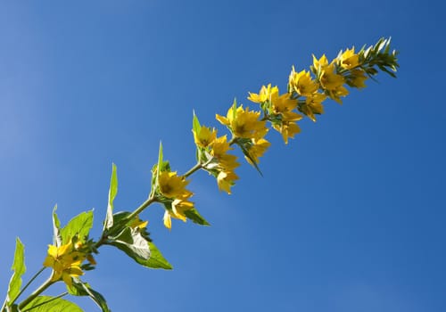 Flowering loosestrife  against the sky