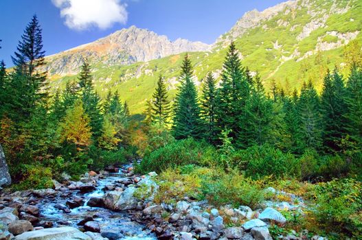 Mountains colorful landscape. Virgin forest in Tatra mountains