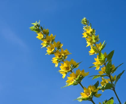 Flowering loosestrife  against the sky