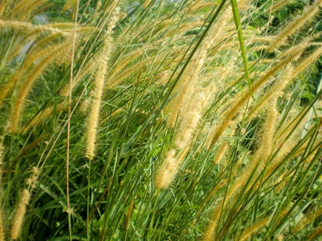 Long wild grass blown in the wind