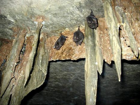 Three bats hanging upside down inside a cave.