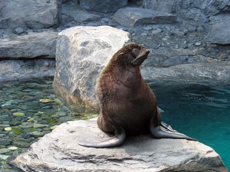 A proud, hairy sea lion - perched on a rock.