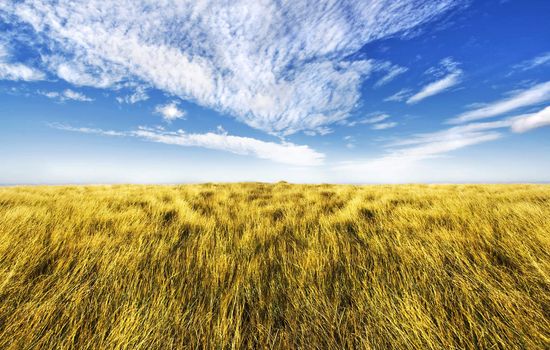 Beautiful altitude horizon with blue cloudy sky and vivid yellow high grass.