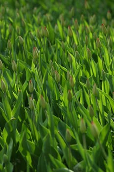Buds of tulips