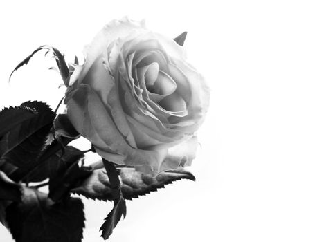 White rose on a white background