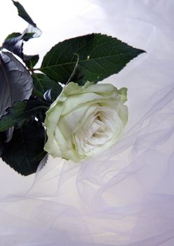 White rose on a white background