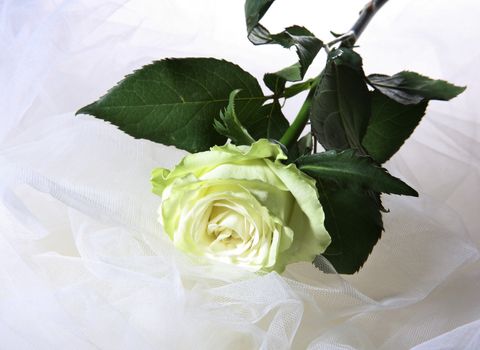 Greenish rose on a white fabric
