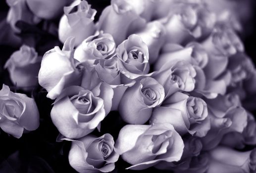 Bouquet from roses. b/w + violet tone
