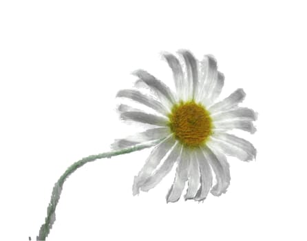 The image of a camomile on a white background