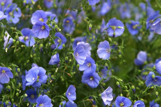 Blue flowers on a field