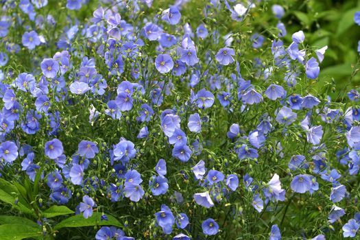 Blue flowers on a field