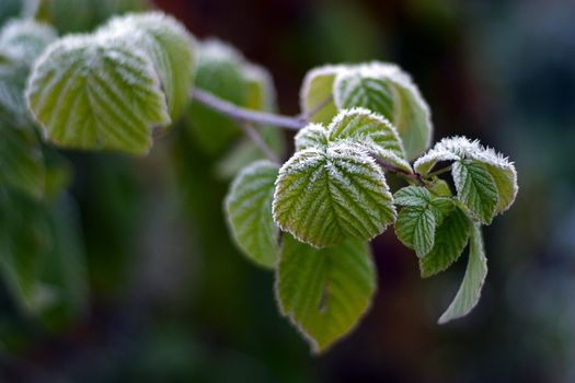 Frozen burdock plant