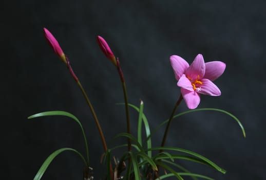 Pink flower with buds on a dark background