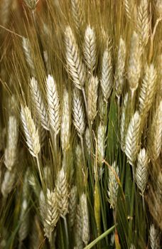 Close-up view of wheat with a blurred wheat field in the background