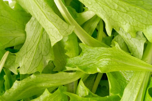 Salad closeup (top)