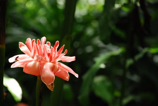 Beautiful ginger flower is shining in the sunlight at a garden