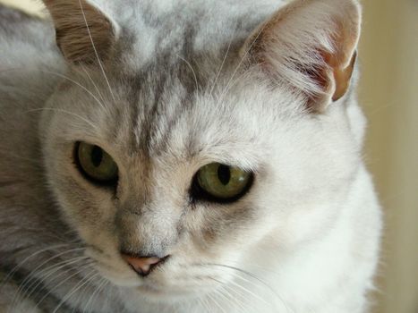 close up of white ,grey burmilla cat