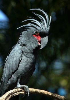 Black parrot in Bali a zoo. Indonesia