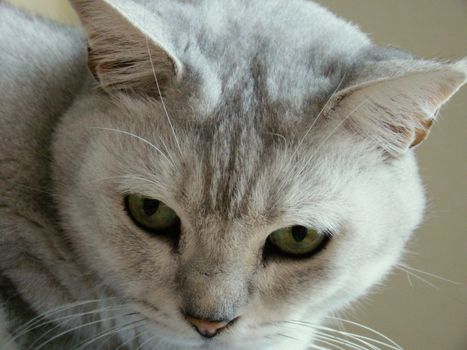 close up of white ,grey burmilla cat