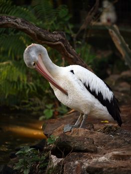 Pelican profile showing the pouched beak