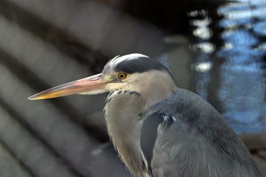 Portrait of the Heron