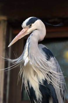 Portrait of the Heron