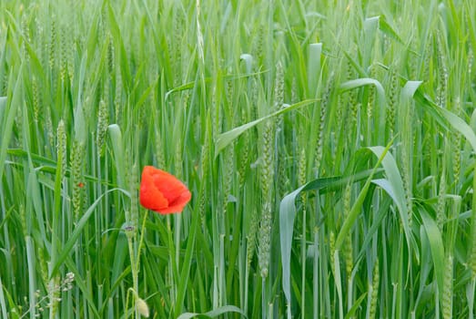 Poppy in wheat seedling field