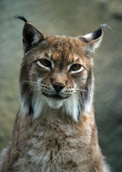 Illustration to magazine about animals. Close-up portrait of a lynx