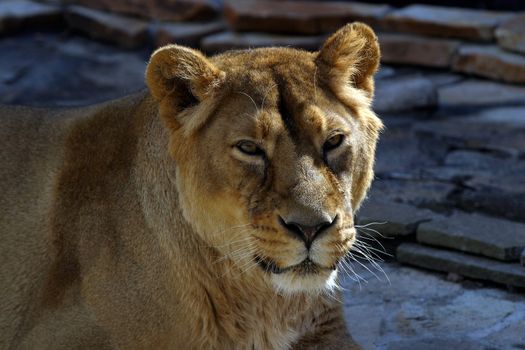 Portrait of a lioness close-up